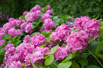 pink flowers in the garden
