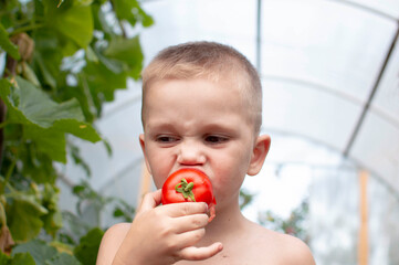 Close-up of a little boy eating a ripe tomato and enjoying a delicious harvest of organic red tomatoes in home gardening, vegetable production. Tomato cultivation, autumn harvest