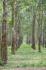 Naklejka premium natural raw rubber tree plant