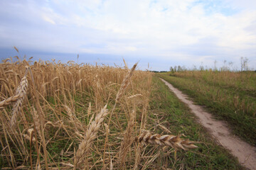summer landscape in the field, dirt road, sky, wheat ears