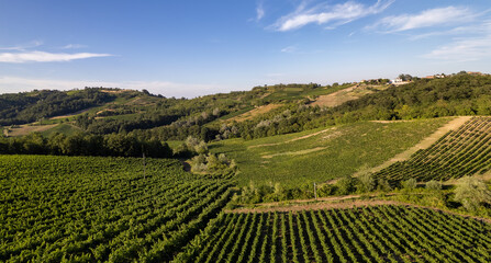 Aerial view of vineyards and farmland in summer, Pavia, Lombardy, Italy