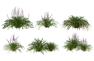 Flowers on a transparent background