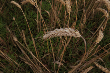one golden ear of wheat