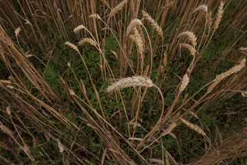 wheat spikelets growing in the field