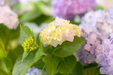 Fresh hortensia light blue flowers and green leaves background.