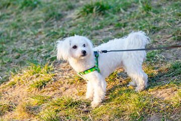 Walking cute Bichon Frise puppy on a leash in green grass outdoors