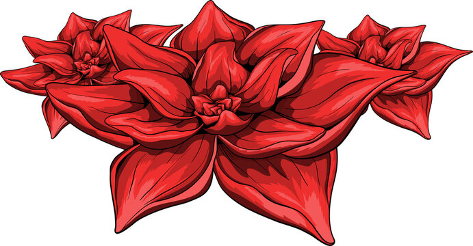 Illustration Red Flower Png File