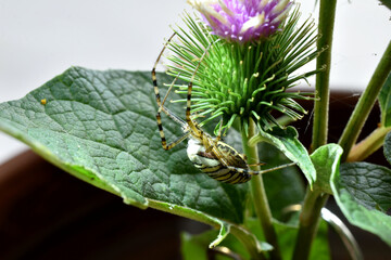 Argiope tiger spider sits on a thistle flower.