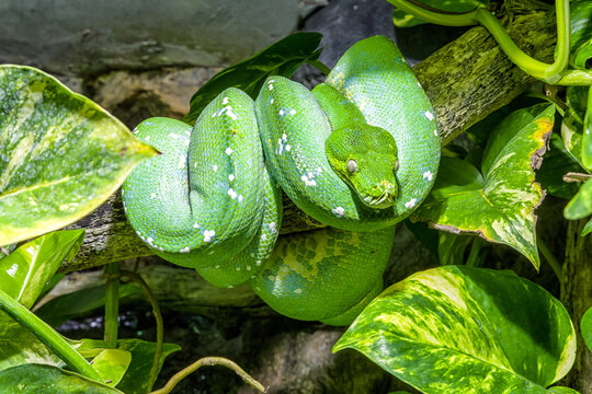 Green snake onthe branches of  tree