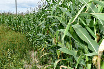 Corn field edge with green plant.