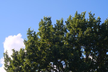 The crown of an old oak tree against a blue sky