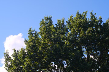 The crown of an old oak tree against a blue sky