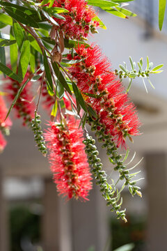 Callistemon citrinus (Melaleuca citrina), the common red bottlebrush, crimson bottlebrush, or lemon bottlebrush, family Myrtaceae, and is endemic to eastern Australia. Selective focus.