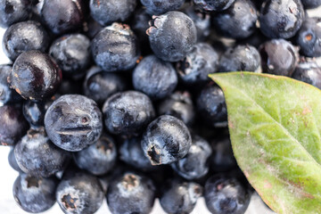 収穫したばかりのブルーベリーの果実および葉
