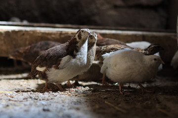 Quail and eggs