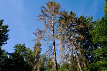 Dead spruce tree in the forest