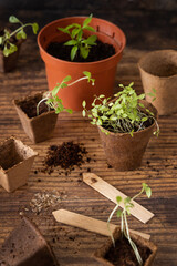 Vegetable seedlings in biodegradable pots on wooden table close up. Urban gardening