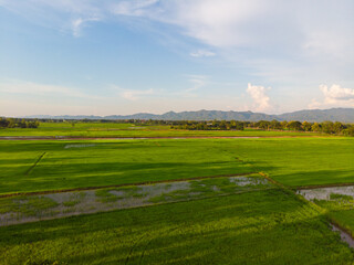 Green paddy rice plantation field against blue sky cloud sunset light