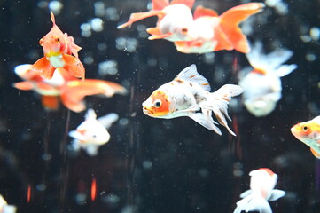 アクリルの水槽の中で泳ぐ日本の白い金魚達