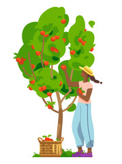 Smiling african woman picking up red apples from the tree. Young woman in a straw hat. Wicker basket full of ripe apples. Concept for gardening or farming. Vector flat illustration - 522474997