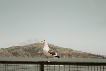 Seagull on the fence. Photo taken at the national park Alcatraz Island, San Francisco, California, United States