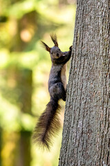 Obraz premium Squirrel on a tree trunk looking into the shot