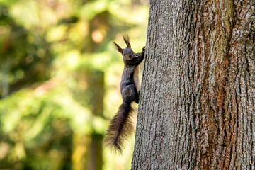 Squirrel on a tree trunk looking into the shot