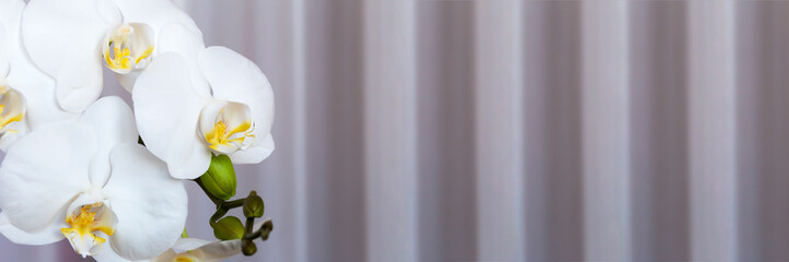 White orchids on a tulle background. Banner