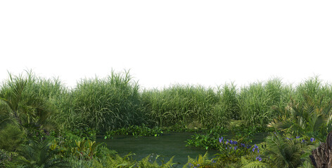 Plants on the edge of swamps on a transparent background - obrazy, fototapety, plakaty