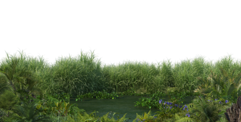 Plants on the edge of swamps on a transparent background