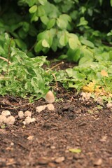 Wild mushrooms growing on the tree.