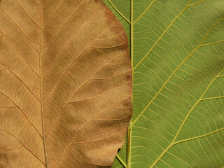 brown leaf and green leaf texture ( teak leaf )