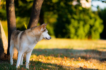Dog watch