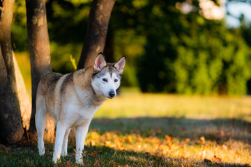 Obraz premium Dog close to trees