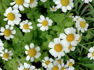 Fototapeta premium daisies in the garden on the verge of green leaves in bloom