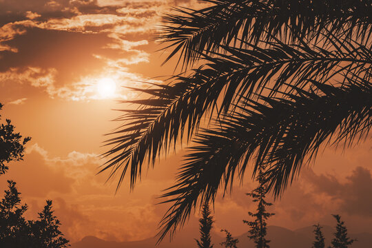 Palm leaf on the background of the colorful sunset sun. Background for a vacation in a tropical resort