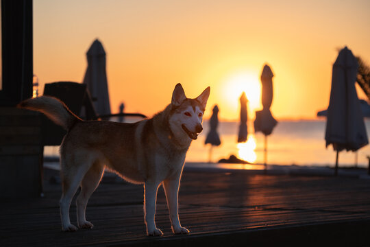 dog at surise