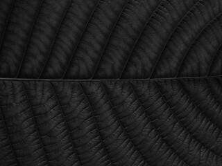 Fototapeta premium black leaf texture of natural background