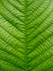 close up green leaf texture of Golden gardenia tree ( Gardenia sootepensis Hutch )