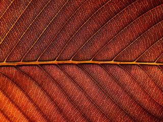 Fototapeta na wymiar close up dry brown leaf of Elephant apple (Dillenia indica) texture