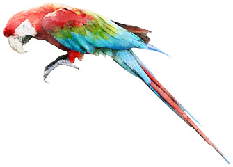 Colorful colorwater drawing Macaw bird background. © wasan