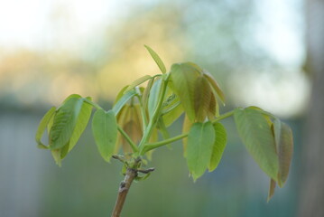 young green walnut leaves, spring walnut leaves, walnut flowers