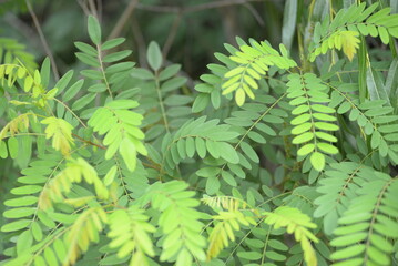  gently green background, acacia leaves, beautiful leaves close-up, natural photos, perfectly even symmetrical leaves, background, banner, lifestyle