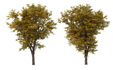 Fototapeta premium Autumn trees on a transparent background