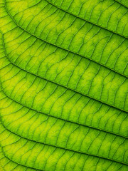 close up green leaf texture of Golden gardenia tree ( Gardenia sootepensis Hutch )