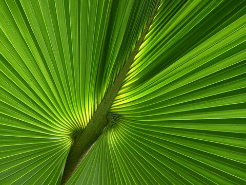 green palm leaf of Talipot Palm ( Corypha umbraculifera L. )