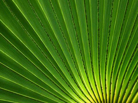green palm leaf of Talipot Palm ( Corypha umbraculifera L. )