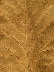 brown autumn leaf texture ( teak leaf )