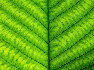 Fototapeta na wymiar close up under the green leaf texture of Golden gardenia tree ( Gardenia sootepensis Hutch )
