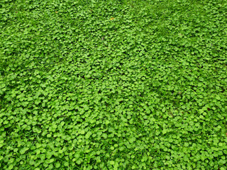 green water pennywort ( Hydrocotyle umbellata ) growth on the ground with green grass